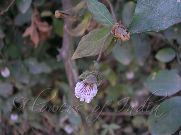 Creeping Blepharis